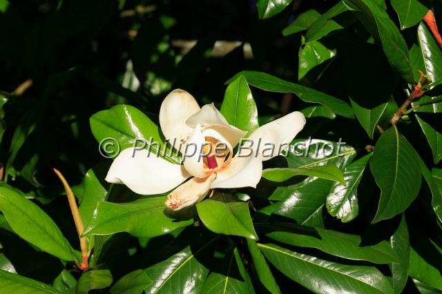 magnolia grandiflora.JPG - Magnolia grandifloraMagnolia à grandes fleursSouthern magnoliaMagnoliaceae